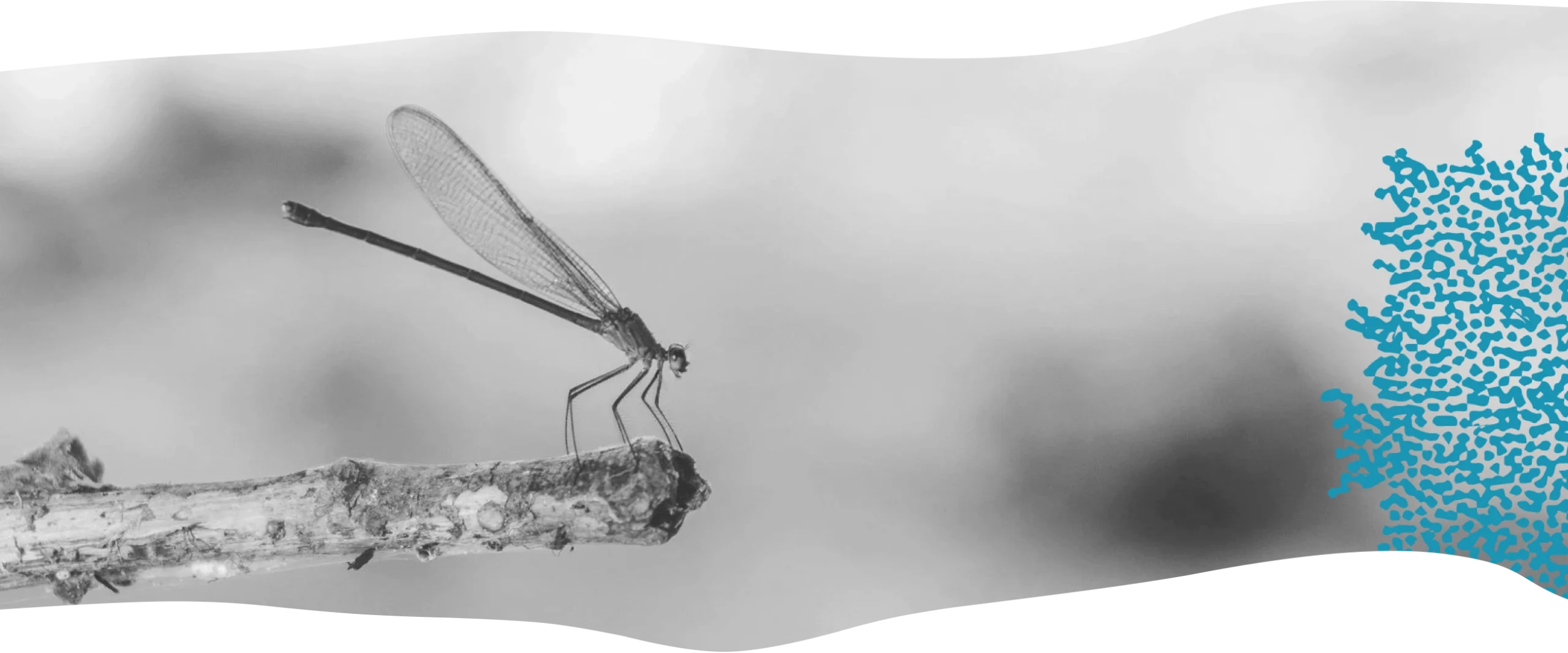 banner-compromis