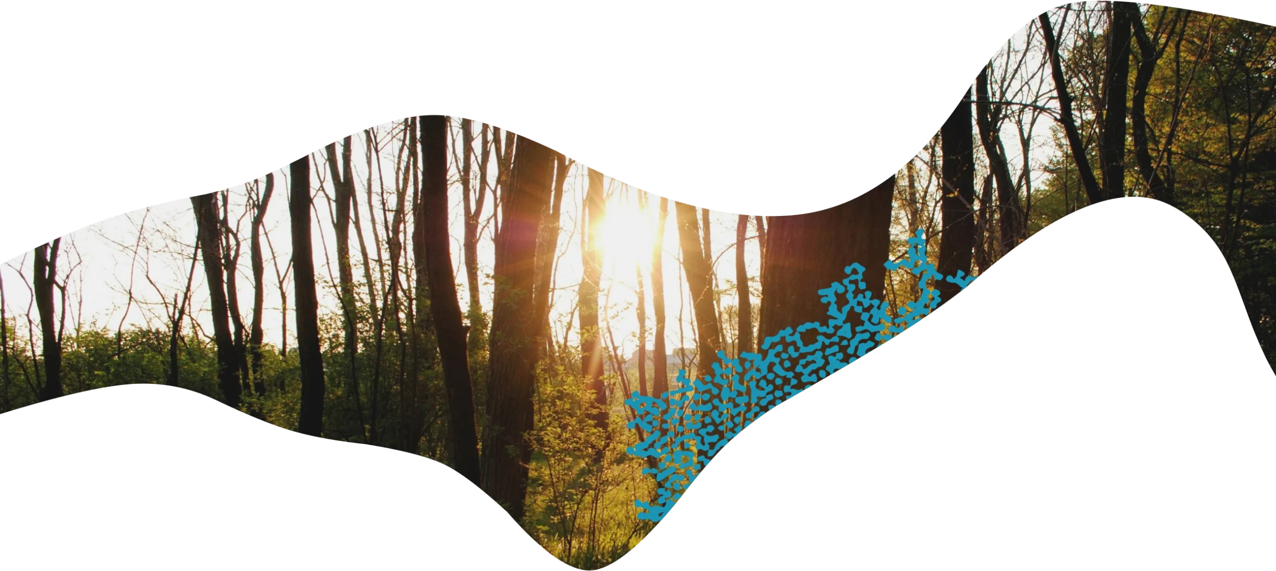 img-projecte-header